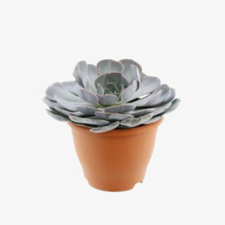 Echeveria overig