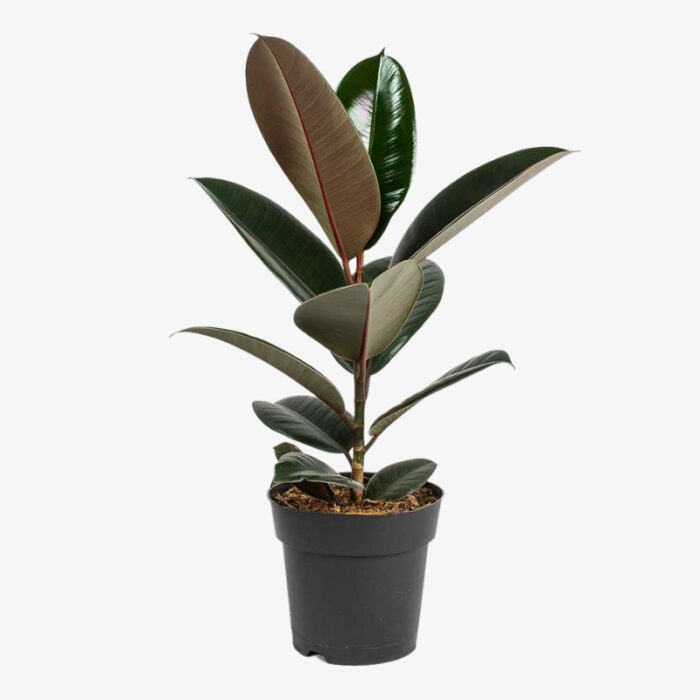 Ficus elastica Rubber Plant