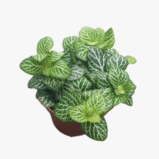 Fittonia Angel Snow