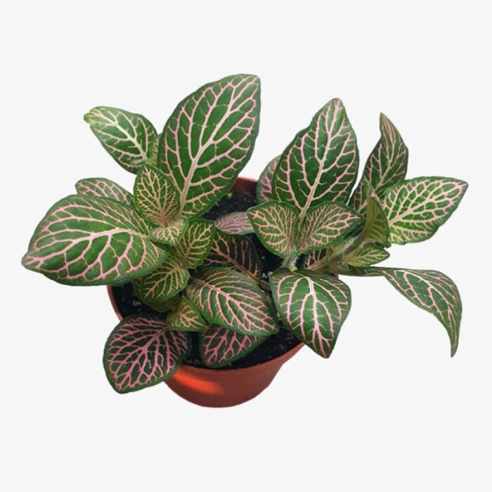 Fittonia Pink Vein