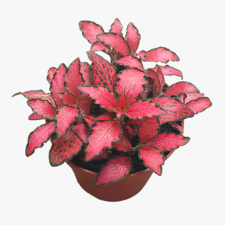 Fittonia Red Star