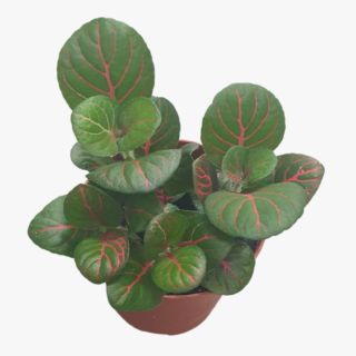 Fittonia Red Vein