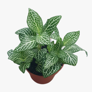 Fittonia Superba