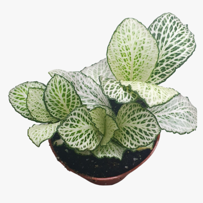 Fittonia White Anne