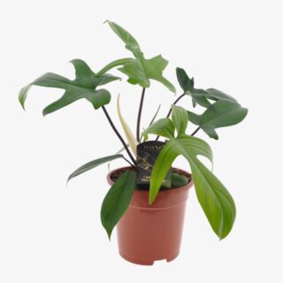 Philodendron Florida Green