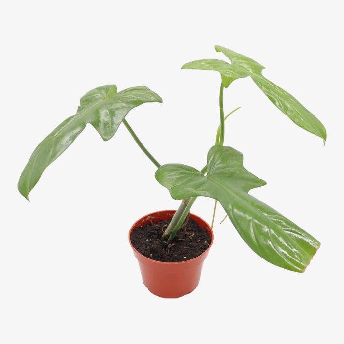 Philodendron bipennifolium