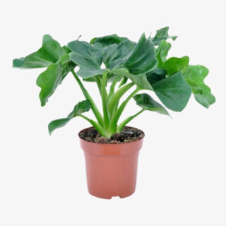 Philodendron selloum Atom