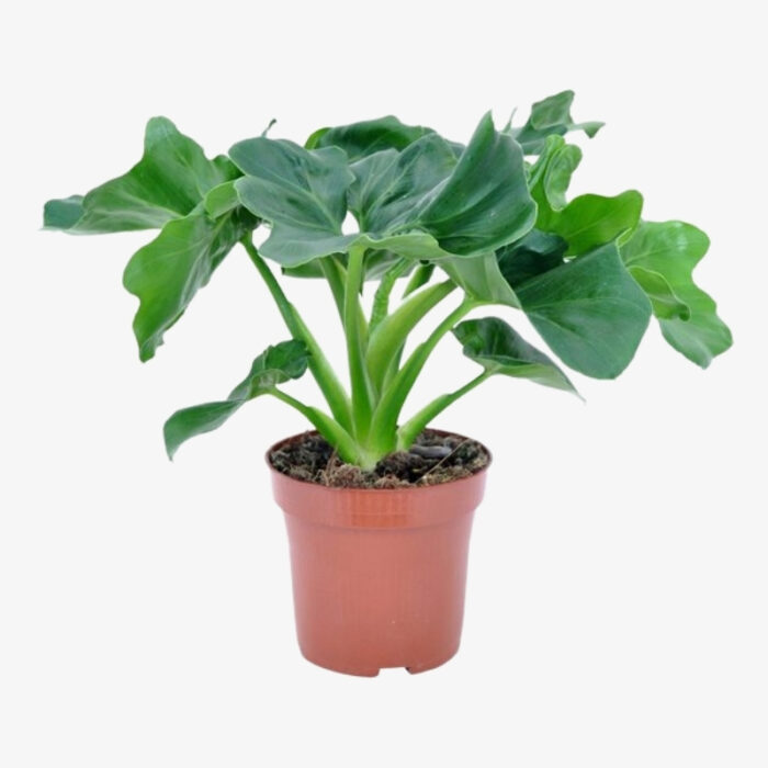 Philodendron selloum Atom Plant