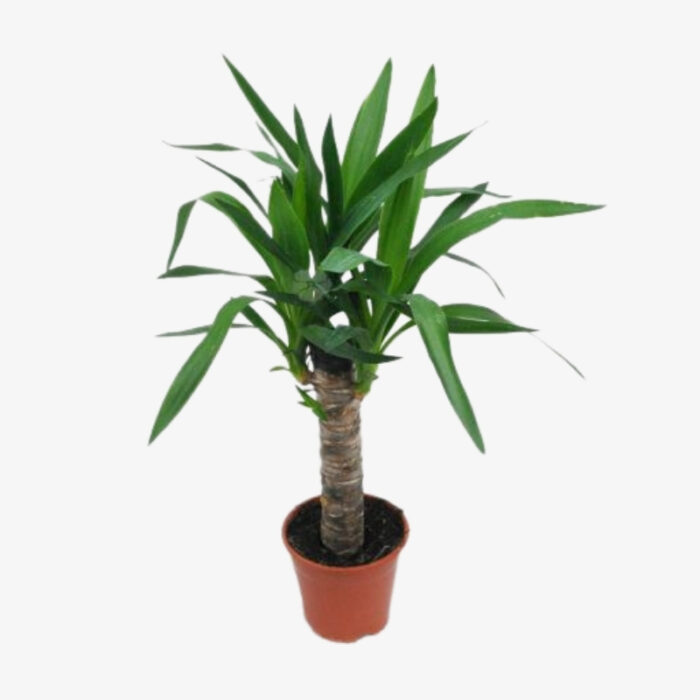 Yucca enkele stam vertakt