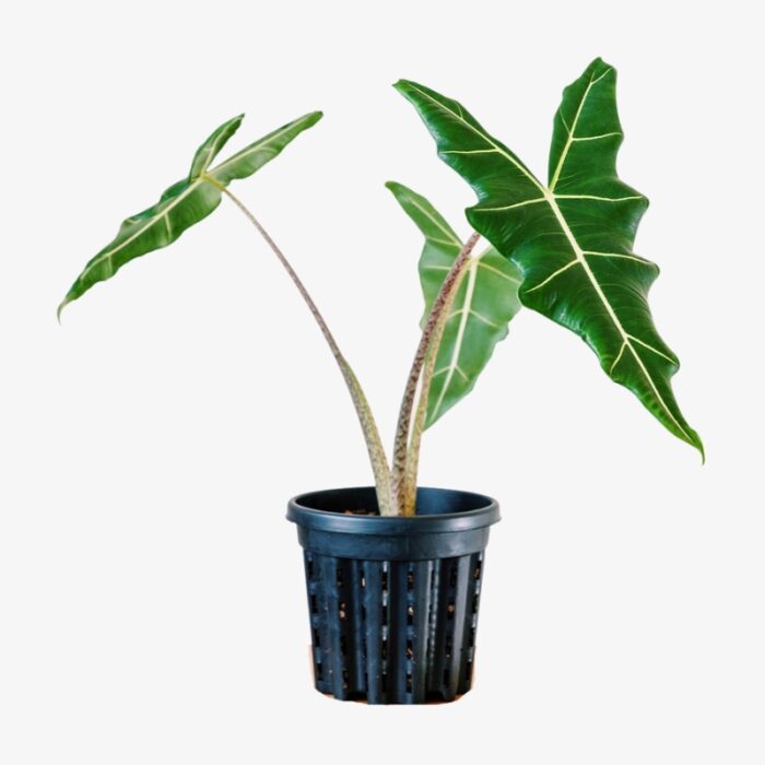 alocasia sarian