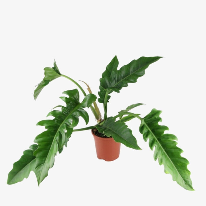 philodendron narrow escape