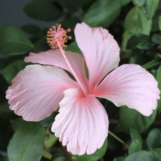 pink Hibiscus