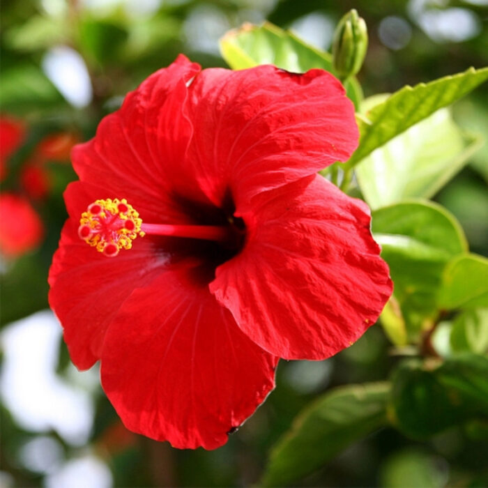 red Hibiscus