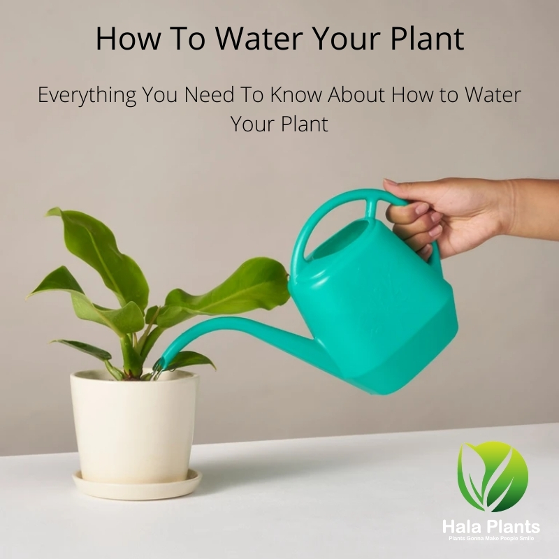 How To Water My Plants Hala Plants UAE Biggest Online Plants Retailer