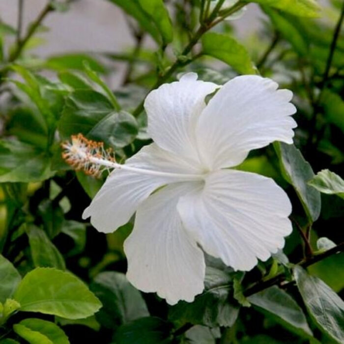 white Hibiscus