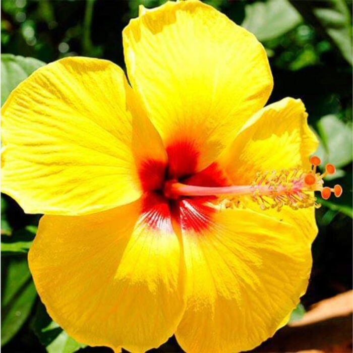 yellow Hibiscus