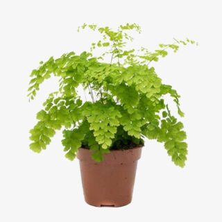 Adiantum raddianum Fragrans