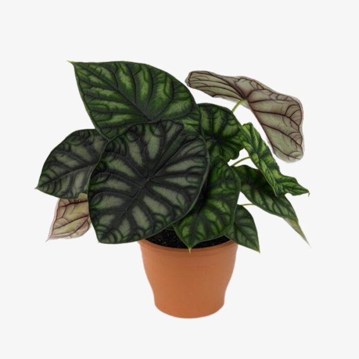 Alocasia Dragon Scale