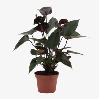 Anthurium Black Love