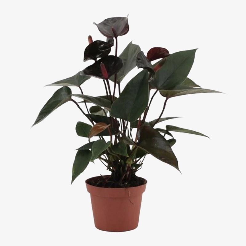 Love plant cheap