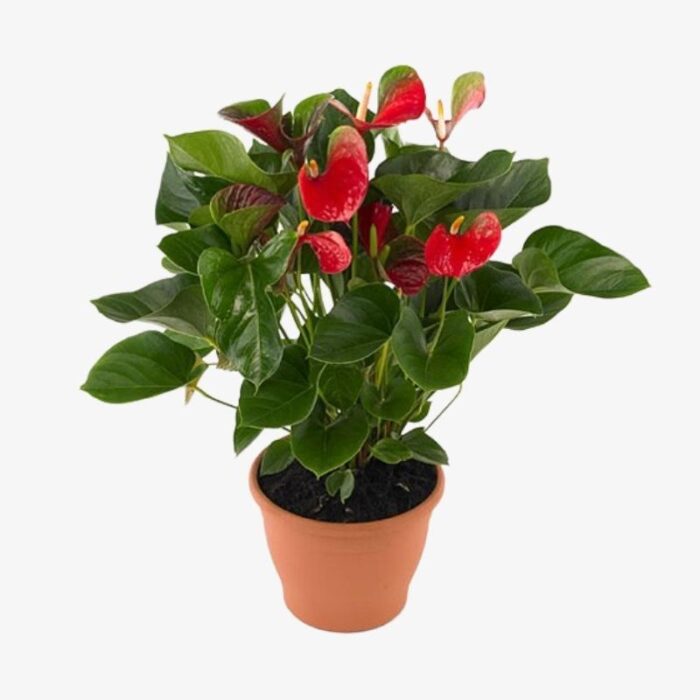 Anthurium niet bloeiend clarinervium