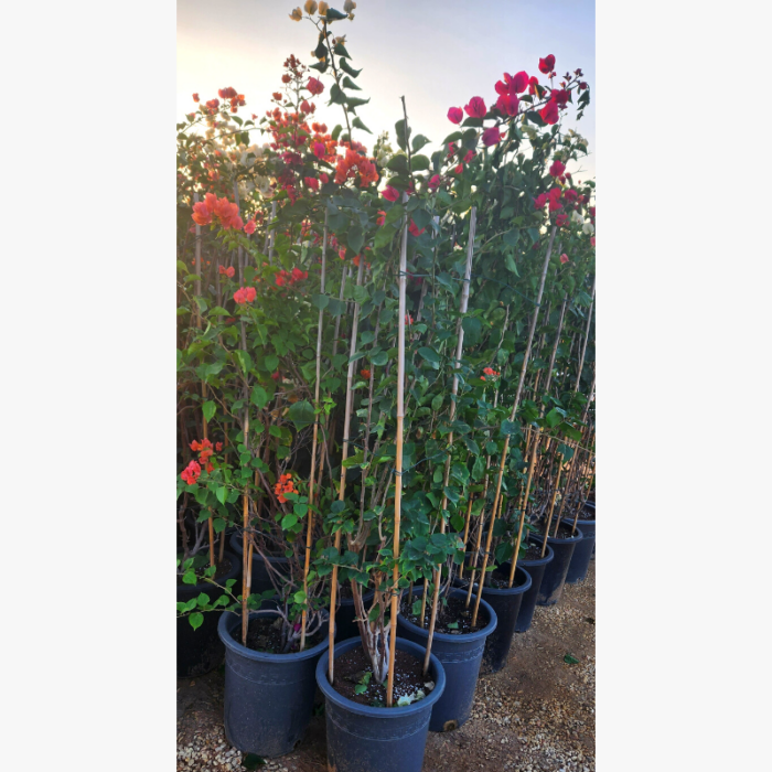 Bougainvillea 4 Stick