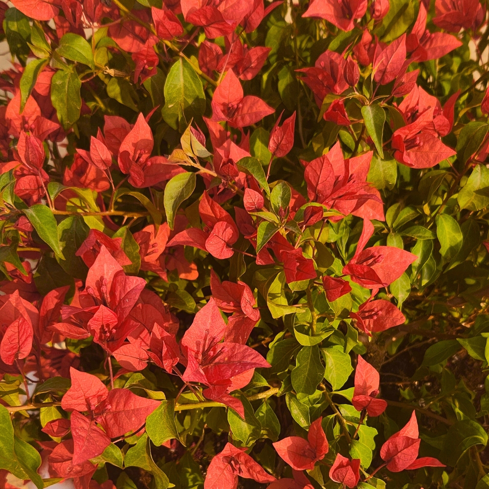 Bougainvillea Tomato Red Leaves