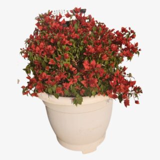 Bougainvillea Tomato Red Plant