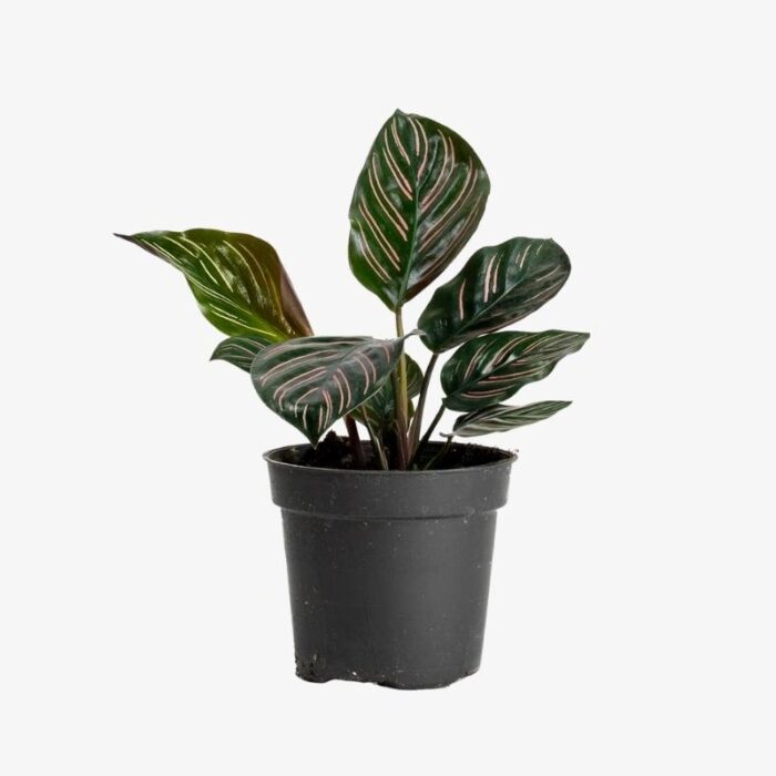 Calathea ornata 1