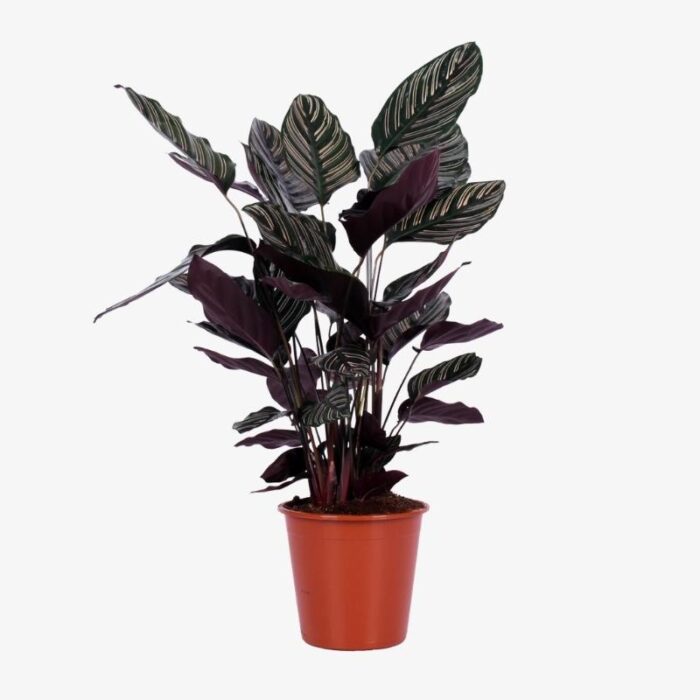 Calathea ornata 2