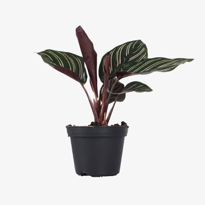 Calathea ornata