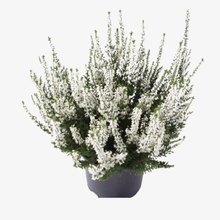 Calluna Vulgaris Beauty Ladies Verenka