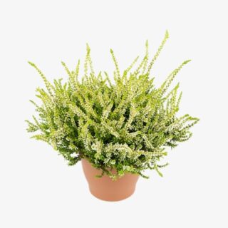 Calluna vulgaris Beauty Ladies