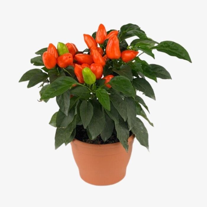 Capsicum annuum samba