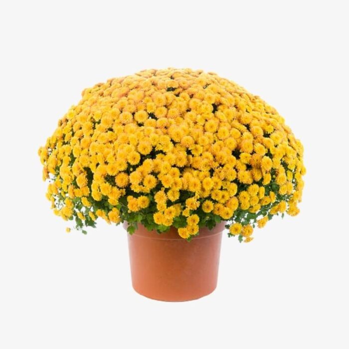 Chrysanthemum Yellow