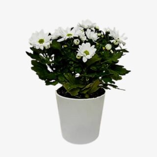 Chrysanthemum white 1