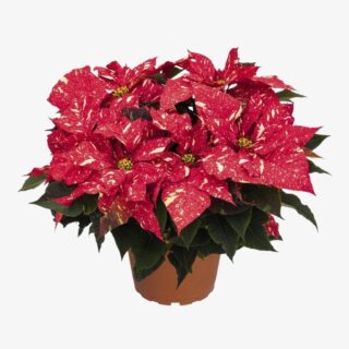 Euphorbia Pulcherrima Red Glitter