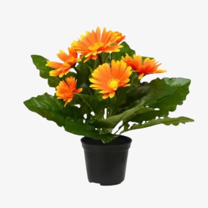 Gerbera Orange