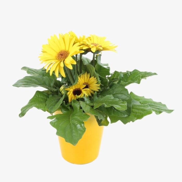 Gerbera Yellow