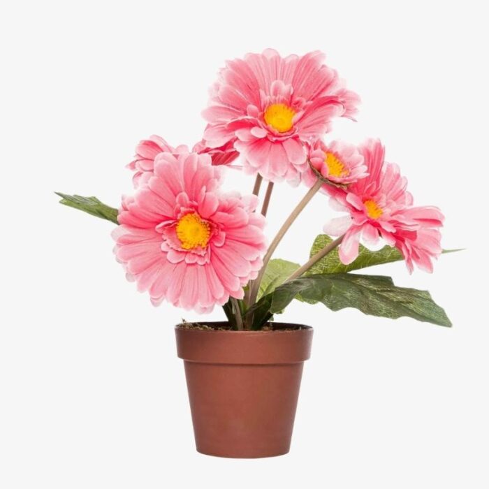 Gerbera pink