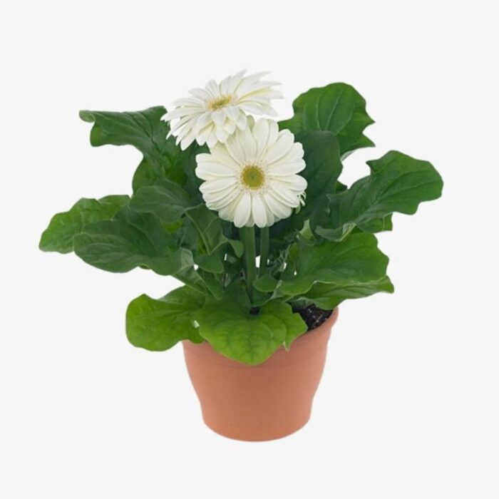 Gerbera white