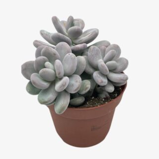 Pachyphytum oviferum