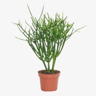 Pencil Cactus Euphorbia Tirucalli