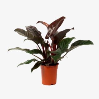 Philodendron Imperial red