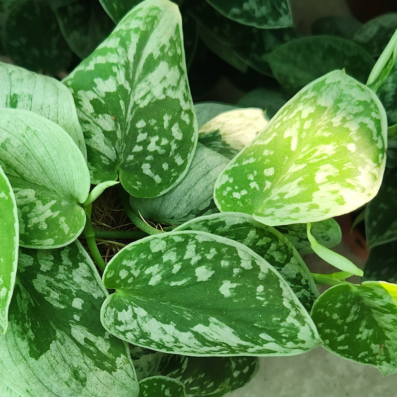 Satin Pothos leaves