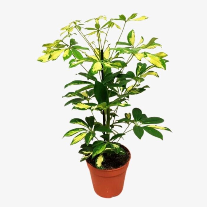 Schefflera arboricola Gerda