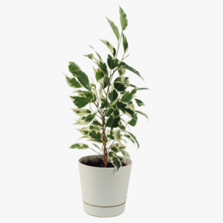 Ficus Benjamina White Variegated