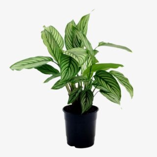 calathea vittata