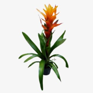 guzmania lingulata