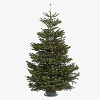 nordmann fir Christmas Trees